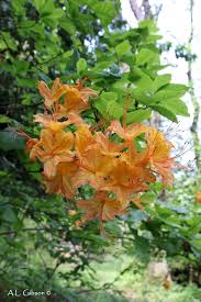 Attēlu rezultāti vaicājumam “Rhododendron calendulaceum”
