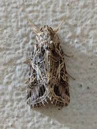 Attēlu rezultāti vaicājumam “Hadula trifolii”