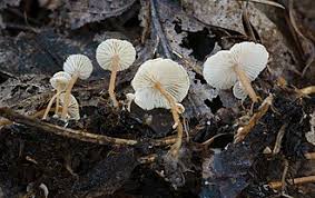 Attēlu rezultāti vaicājumam “Collybia tuberosa”