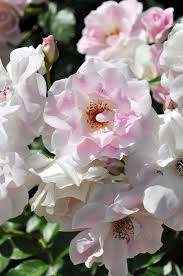 「アイスバーグ」の画像検索結果