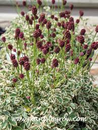 Image result for Sanguisorba minor
