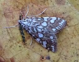 Attēlu rezultāti vaicājumam “Elophila nymphaeata”