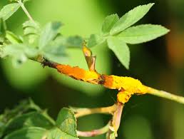 Attēlu rezultāti vaicājumam “Pistillaria sp.”