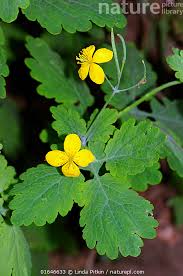 Attēlu rezultāti vaicājumam “Chelidonium majus flower”