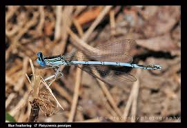 Attēlu rezultāti vaicājumam “Platycnemis pennipes”