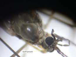 Attēlu rezultāti vaicājumam “Trichocera regelationis”