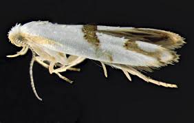 Attēlu rezultāti vaicājumam “Argyresthiidae”