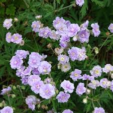 Image result for Geranium `Summer Skies`