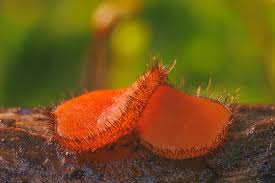 Attēlu rezultāti vaicājumam “Scutellinia scutellata”