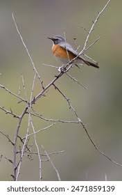 Image result for Irania gutturalis