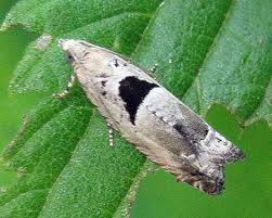 Attēlu rezultāti vaicājumam “Epinotia ramella”