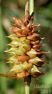 Attēlu rezultāti vaicājumam “Carex lepidocarpa leaf”