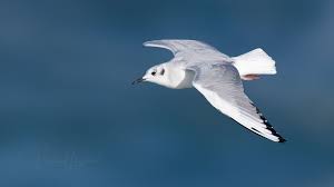 Image result for Apus pacificus