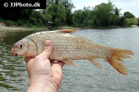 Image result for Carpiodes carpio