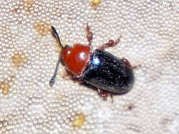 Attēlu rezultāti vaicājumam “Triplax russica”