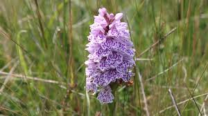Attēlu rezultāti vaicājumam “Hypochaeris maculata flower”