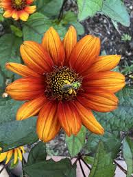 Image result for Heliopsis scabra