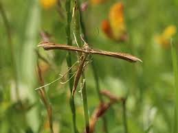 Attēlu rezultāti vaicājumam “Stenoptilia pterodactyla”