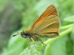 Attēlu rezultāti vaicājumam “Thymelicus lineola”