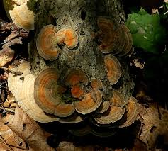 Attēlu rezultāti vaicājumam “Lenzites betulina”