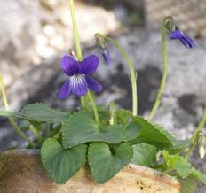 Attēlu rezultāti vaicājumam “Viola uliginosa”