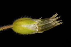 Attēlu rezultāti vaicājumam “Cerastium holosteoides fruit”