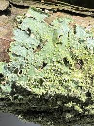 Attēlu rezultāti vaicājumam “Punctelia subrudecta”