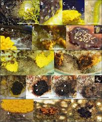 Attēlu rezultāti vaicājumam “Fuligo laevis spores”