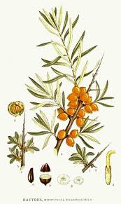 Attēlu rezultāti vaicājumam “Hippophae rhamnoides leaf”