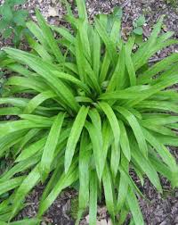 Attēlu rezultāti vaicājumam “Carex loliacea leaf”