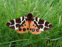 Attēlu rezultāti vaicājumam “Arctia caja imago”