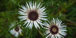 Image result for Silberdistel