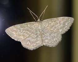 Attēlu rezultāti vaicājumam “Scopula immorata”