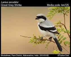 Attēlu rezultāti vaicājumam “Lanius excubitor adult”