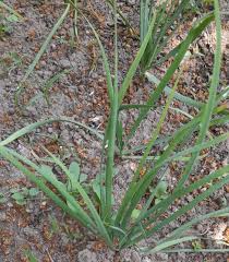 Image result for Schnittknoblauch