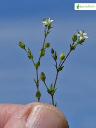 Attēlu rezultāti vaicājumam “Arenaria serpyllifolia”
