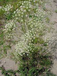 Attēlu rezultāti vaicājumam “Peucedanum oreoselinum flower”
