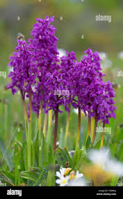 Attēlu rezultāti vaicājumam “Orchis mascula”