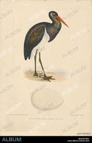 Attēlu rezultāti vaicājumam “Ciconia nigra”