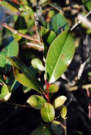Attēlu rezultāti vaicājumam “Salix pentandra fruit”