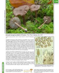 Attēlu rezultāti vaicājumam “Inocybe lanuginosa”