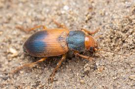 Attēlu rezultāti vaicājumam “Diachromus germanus”