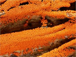 Attēlu rezultāti vaicājumam “Trichia varia spores”