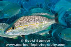 Image result for Haemulon aurolineatum