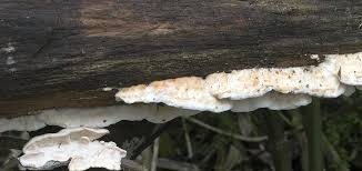 Attēlu rezultāti vaicājumam “Postia tephroleucus”