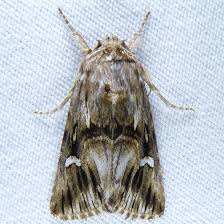 Attēlu rezultāti vaicājumam “Calophasia lunula”