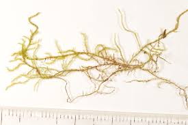 Attēlu rezultāti vaicājumam “Drepanocladus polygamus”