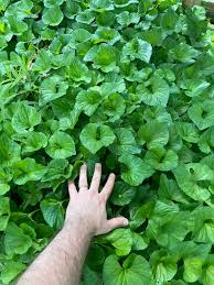 Attēlu rezultāti vaicājumam “Viola epipsila leaf”