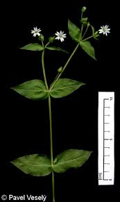 Attēlu rezultāti vaicājumam “Myosoton aquaticum”