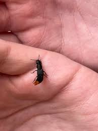 Billedresultat for rovbille